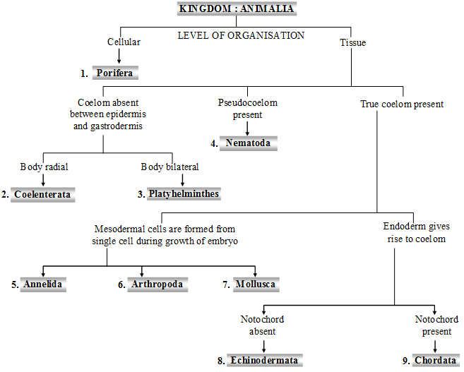 Classification Of Animals Kingdom Chart