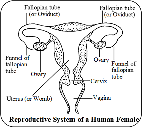 Human Female Reproductive System Biology, knowledgeuniverseonline.com